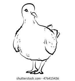 sketch shape Dove Bird Poultry beast icon cartoon design abstract illustration animal