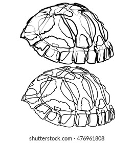 sketch shape turtle sea icon cartoon design abstract illustration animal