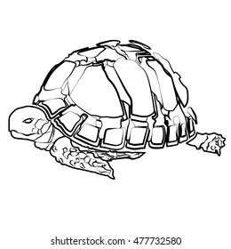 sketch shape turtle sea icon cartoon design abstract illustration animal