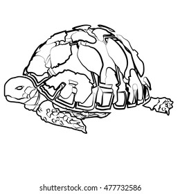 sketch shape turtle sea icon cartoon design abstract illustration animal
