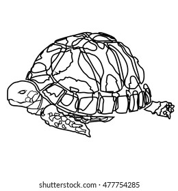 sketch shape turtle sea icon cartoon design abstract illustration animal