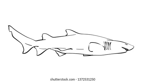 Sketch of shark, Hand drawn linear illustration