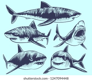 Sketch shark. Swimming sharks with open mouth. Underwater animal vector tattoo collection