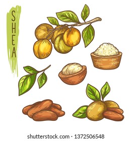 Sketch of shea nut and butter, branch with leaf svg