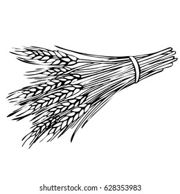Sketch sheaf of wheat. Hand drawn Wheat ears cereals crop 