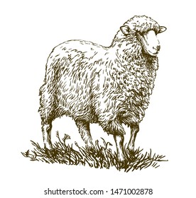 sketch of sheep drawn by hand on a white background. animal husbandry