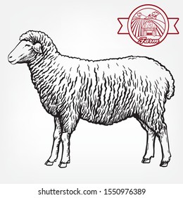 sketch of sheep drawn by hand. animal husbandry