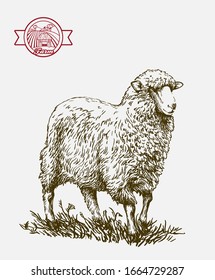 sketch of sheep drawn by hand. animal husbandry