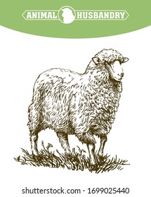 sketch of sheep drawn by hand. animal husbandry