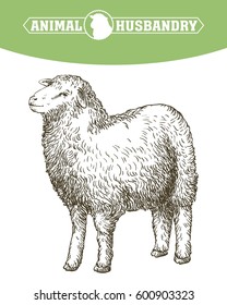 sketch of sheep drawn by hand. animal husbandry