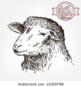 sketch of sheep drawn by hand on a grey background. animal husbandry