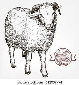 sketch of sheep drawn by hand on a grey background. 