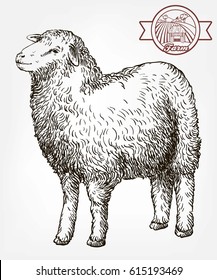 sketch of sheep drawn by hand on a grey background. animal husbandry