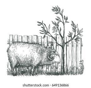 sketch of sheep drawn by hand. animal husbandry