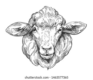 Sketch of sheep. Hand drawn illustration converted to vector