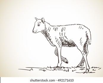 Sketch of sheep, Hand drawn vector illustration