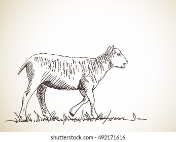 Sketch of sheep, Hand drawn vector illustration