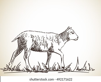 Sketch of sheep, Hand drawn vector illustration