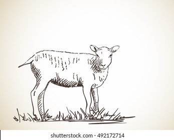 Sketch of sheep, Hand drawn vector illustration