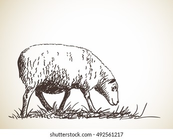 Sketch of sheep, Hand drawn vector illustration