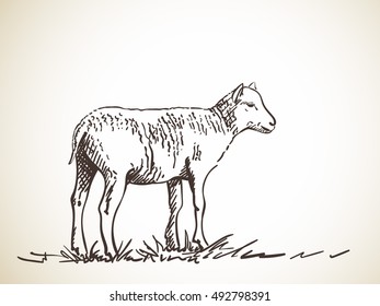 Sketch of sheep, Hand drawn vector illustration