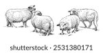 Sketch of sheep herd on pasture, realistic hand drawn, vector illustration, isolated on white