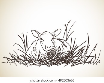 Wool Sketch Stock Images, Royalty-Free Images & Vectors | Shutterstock