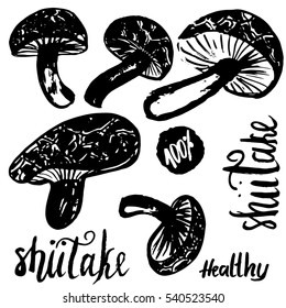 Sketch shiitake hand drawn mushrooms vector illustration isolated on white background with lettering. Set of mushrooms