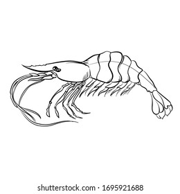 sketch, shrimp vector to be colored, shrimp number 1