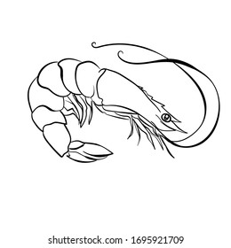 sketch, shrimp vector to be colored, shrimp number 7