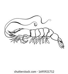 Skizze, zu farbige Garnelen-Vektorillustration, Garnelennummer 6