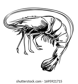 sketch, shrimp vector to be colored, shrimp number 5