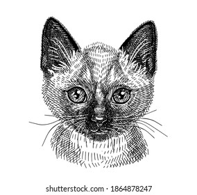 Sketch. Siamese kitten. Portrait on an isolated background. Vector Engraving