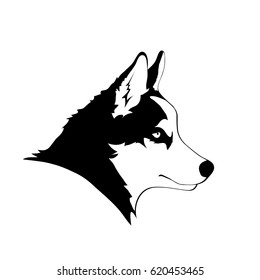 Sketch of Siberian husky. Black and white portrait of dog. Vector illustration