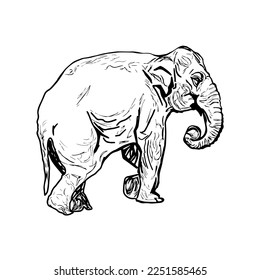 Sketch silhouette elephant. Hand drawn elephant. Design black color outline animal isolated on white background. Simple graphic. Portrait vintage style. Cute drawing picture. Vector illustration