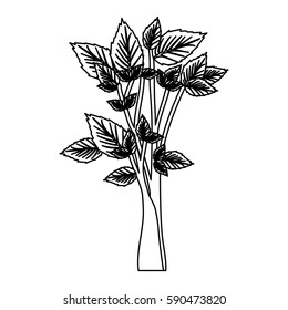 sketch silhouette leafy tree forest icon vector illustration