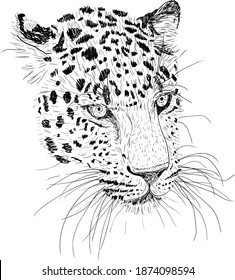 Sketch silhouette sketch leopard face on white background illustration