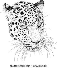 Sketch silhouette sketch leopard face on white background illustration.