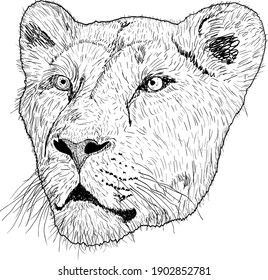 Sketch silhouette lionesses face on white background illustration.