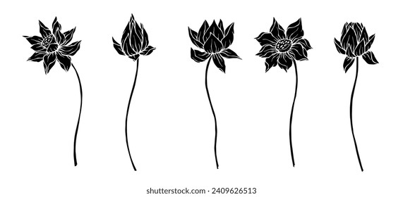 Sketch, silhouette of a lotus flower. Vector graphics.