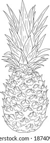 Sketch silhouette sketch pineapple on white background illustration