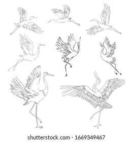 Sketch and silhouette or shadow black ink icons of crane birds or herons flying and standing set.