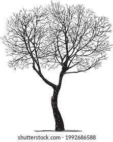 Esbozo de silueta de un solo árbol caducifolio en invierno
