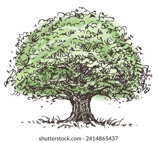 Sketch of single big old deciduous tree oak with lush watercolor green summer foliage, vector illustration isoated on white