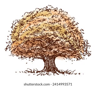 Sketch of single big old deciduous tree oak with lush watercolor autumn foliage, vector illustration isolated on white