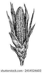 Sketch of single cob of ripe corn, vector hand drawing isolated on white