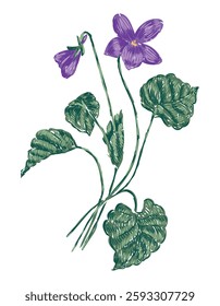 Sketch of single delicate spring wildflower, violet, daisy, vector hand drawn illustration isolated on white 