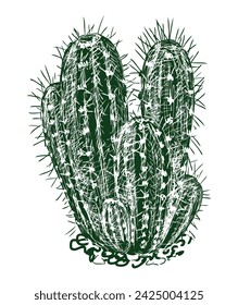 Sketch of single desert cactus, vector hand drawings isolated on white
