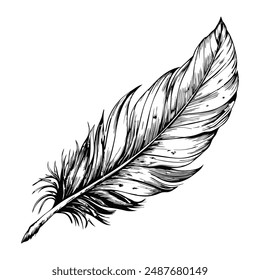 Sketch of a single feather with intricate details, on a white background