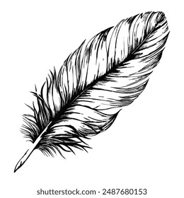 Sketch of a single feather with intricate details, on a white background